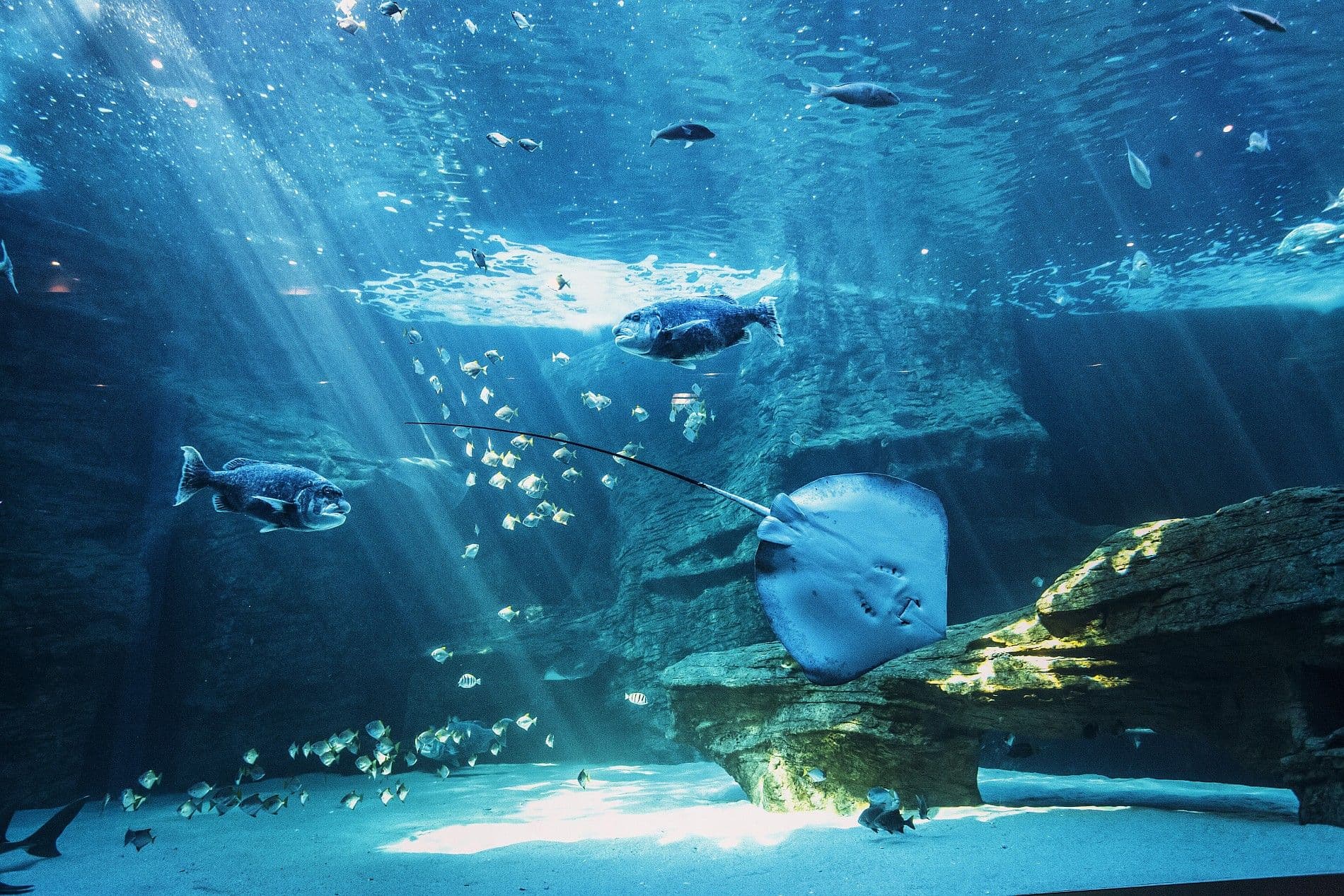 Aquarium