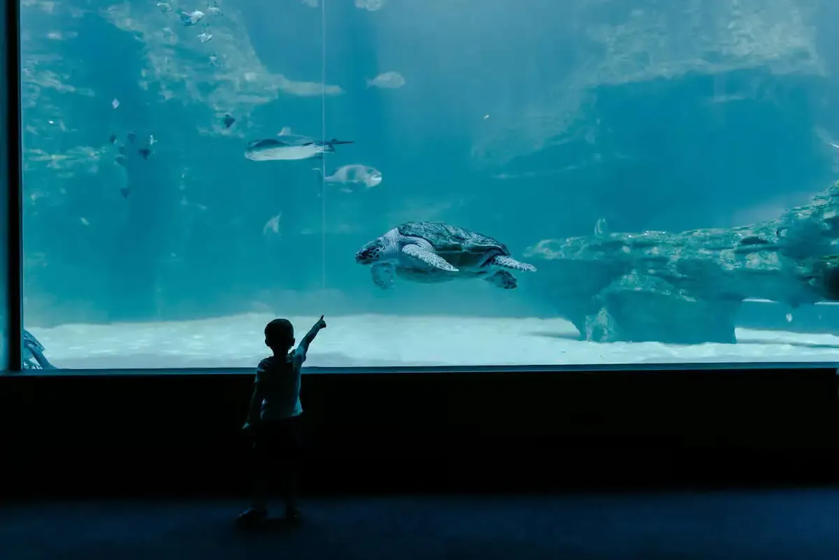 The Two Oceans Aquarium.